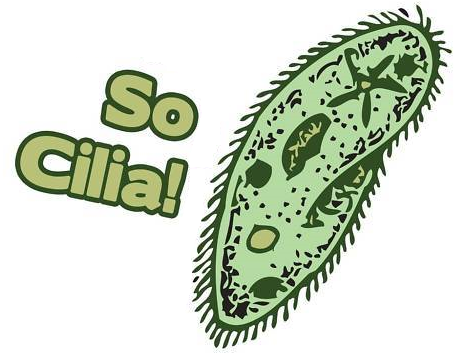 so_cilia.png